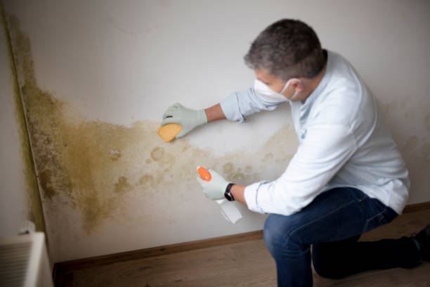 Best Mold Removal for HVAC Installations  in Mankato, MN